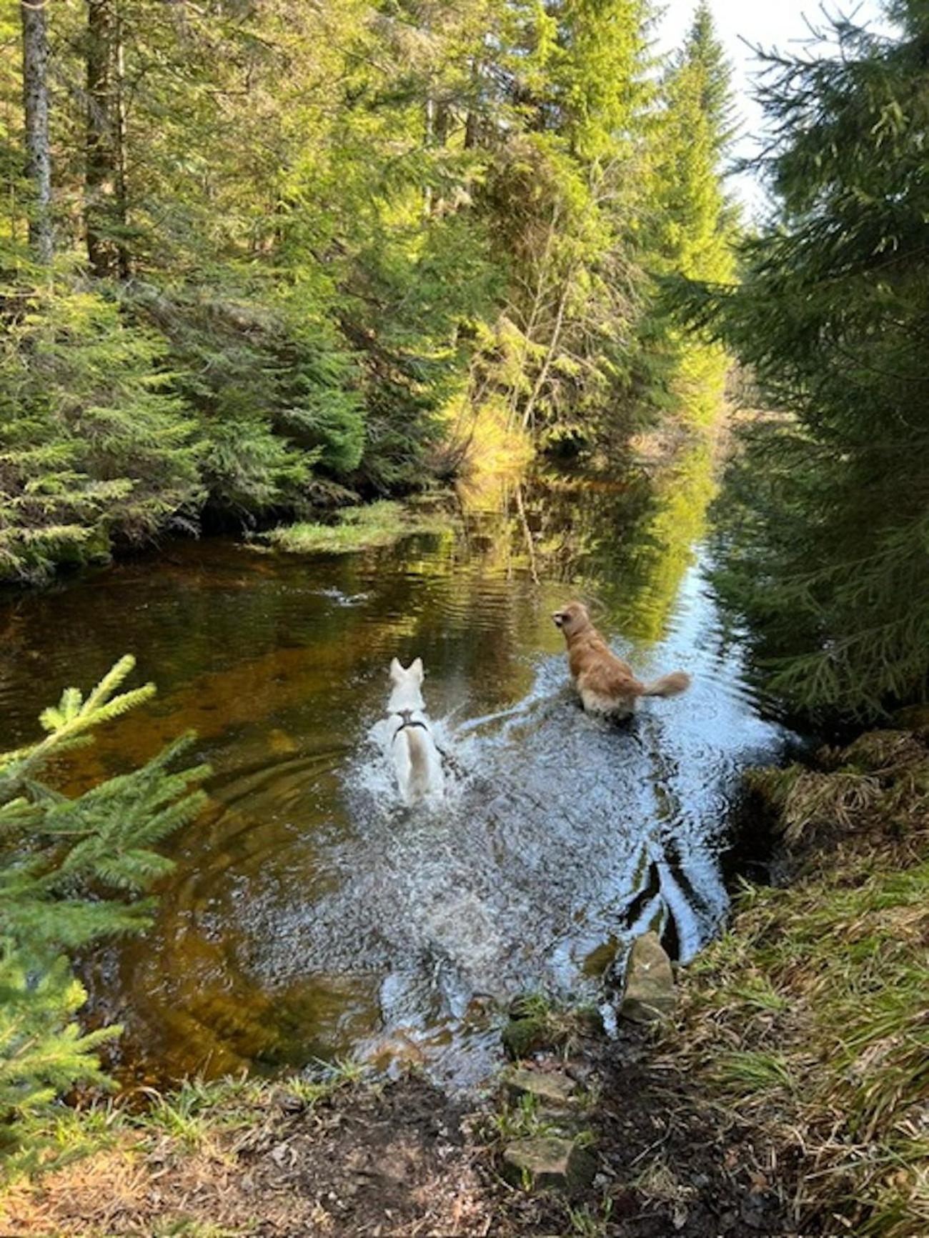 Tannenduft Freudenstadt Eksteriør billede